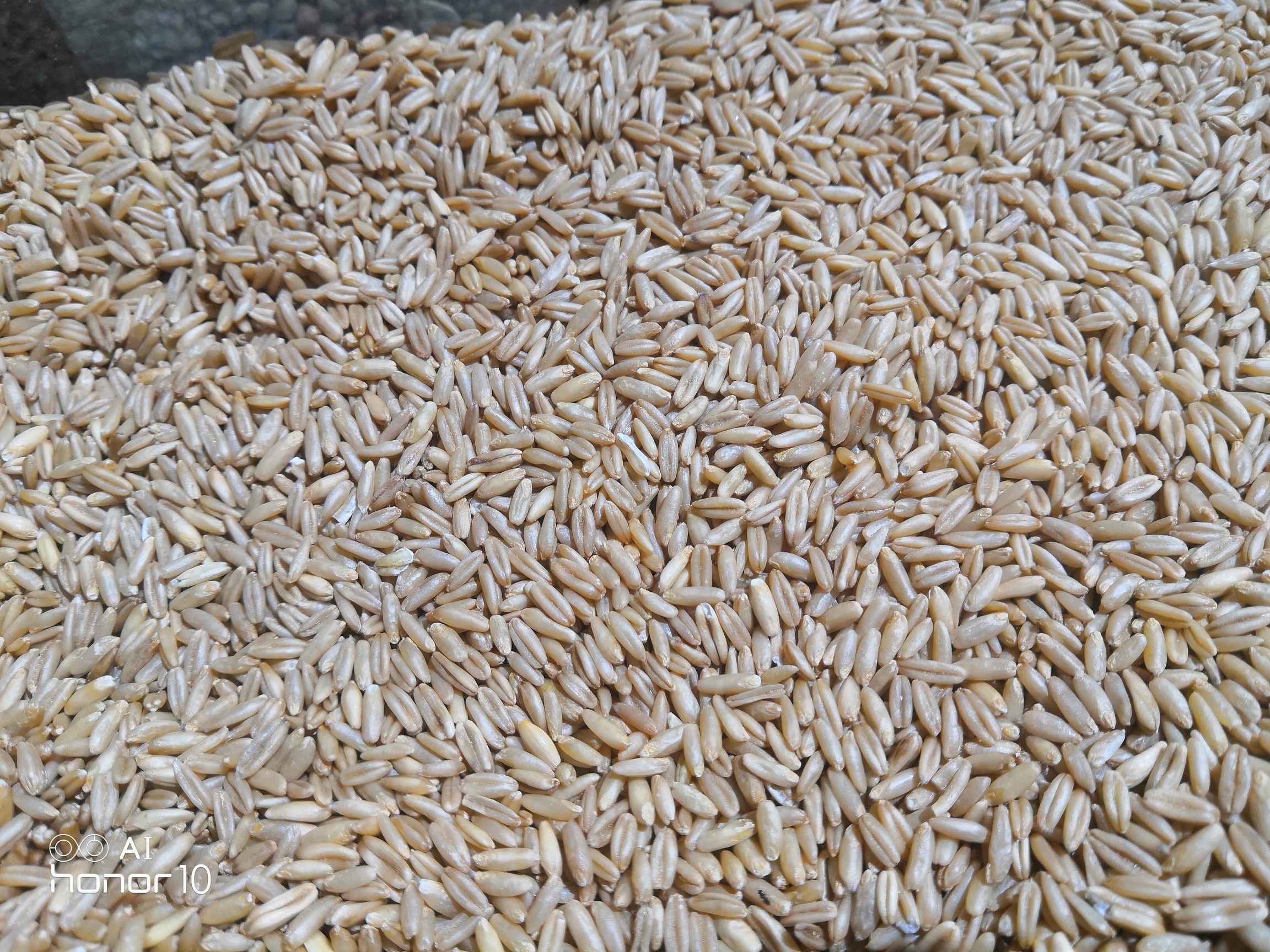 五谷杂粮要怎么吃才有营养,为什么多吃五谷杂粮有利于健康