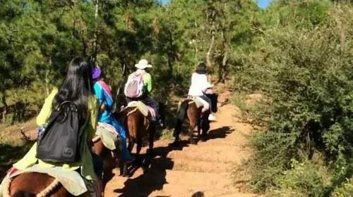 丽江拉市海骑马骗局,丽江拉市海骑马多少钱