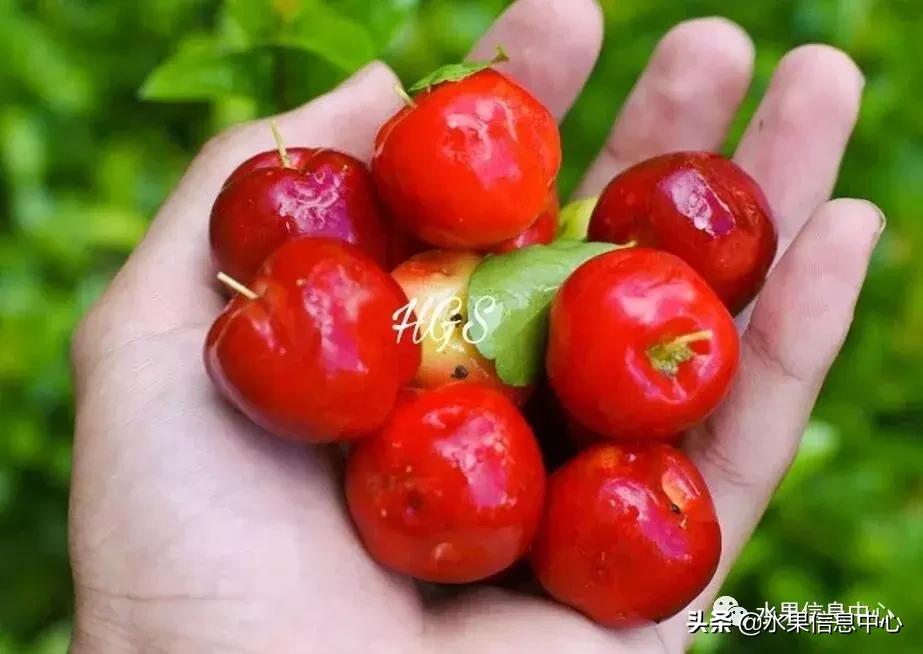 针叶樱桃不是樱桃,针叶樱桃与山樱桃一样吗