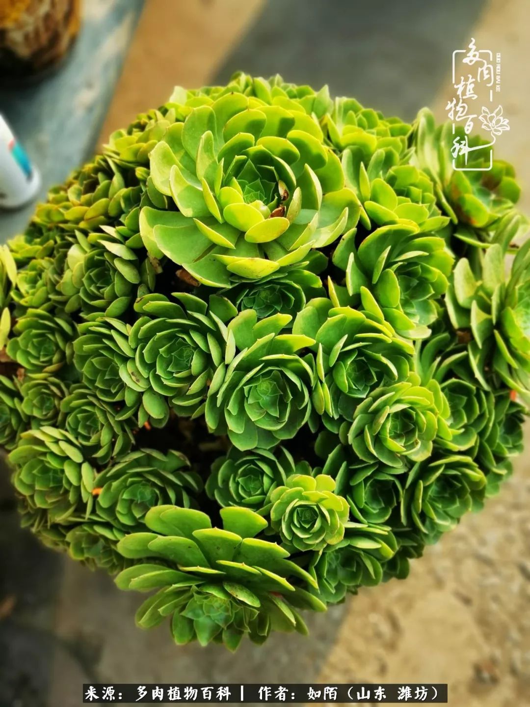 凤凰涅槃,浴火重生!多肉法师圣斗士们的秋天!(附养护经验)