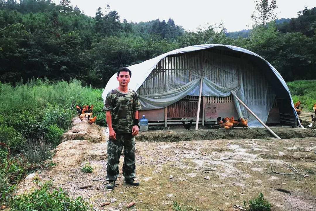 900元开启养鸡路，10年九死一生，创出“百草鸡”