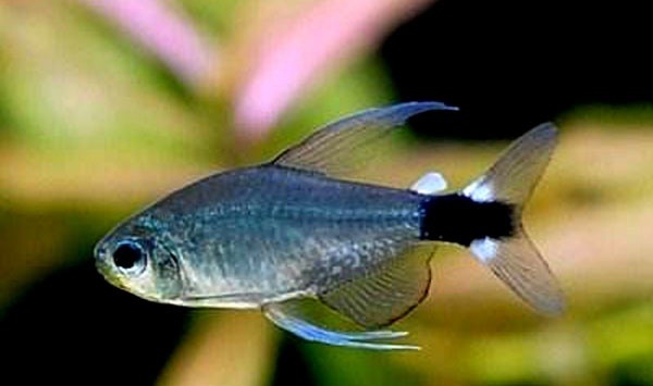 观赏鱼小型宝莲灯鱼,小型观赏鱼鱼灯推荐