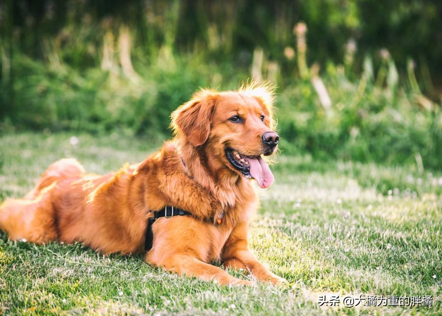 养狗并不是为了让它爱你,养狗狗的方法和技巧