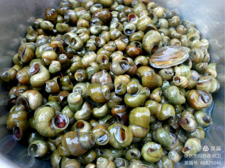 神奇小小螺粒粒赛肥鹅（散文）