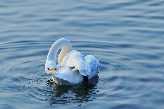从宿州出发与天鹅相约