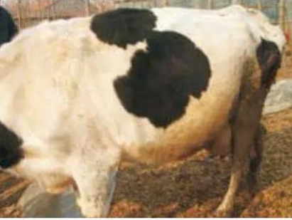 牛羊胀肚?介绍两种引起牛羊胀肚的病:前胃迟缓和瘤胃积食