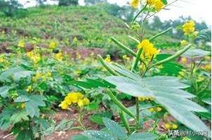 盐碱地种植什么品种树,70亩盐碱地适合种什么