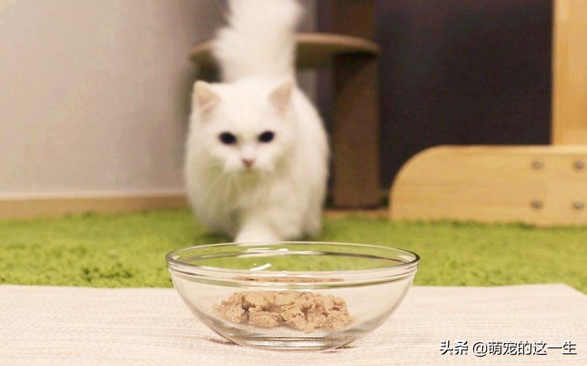 盘点那些平时比较不挑食的猫咪,猫咪挑食只吃加猫罐头的粮怎么办