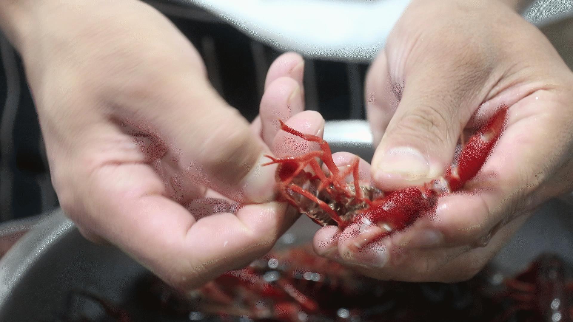 麻辣小龙虾正确做法和配方,正宗麻辣小龙虾技术配方教程