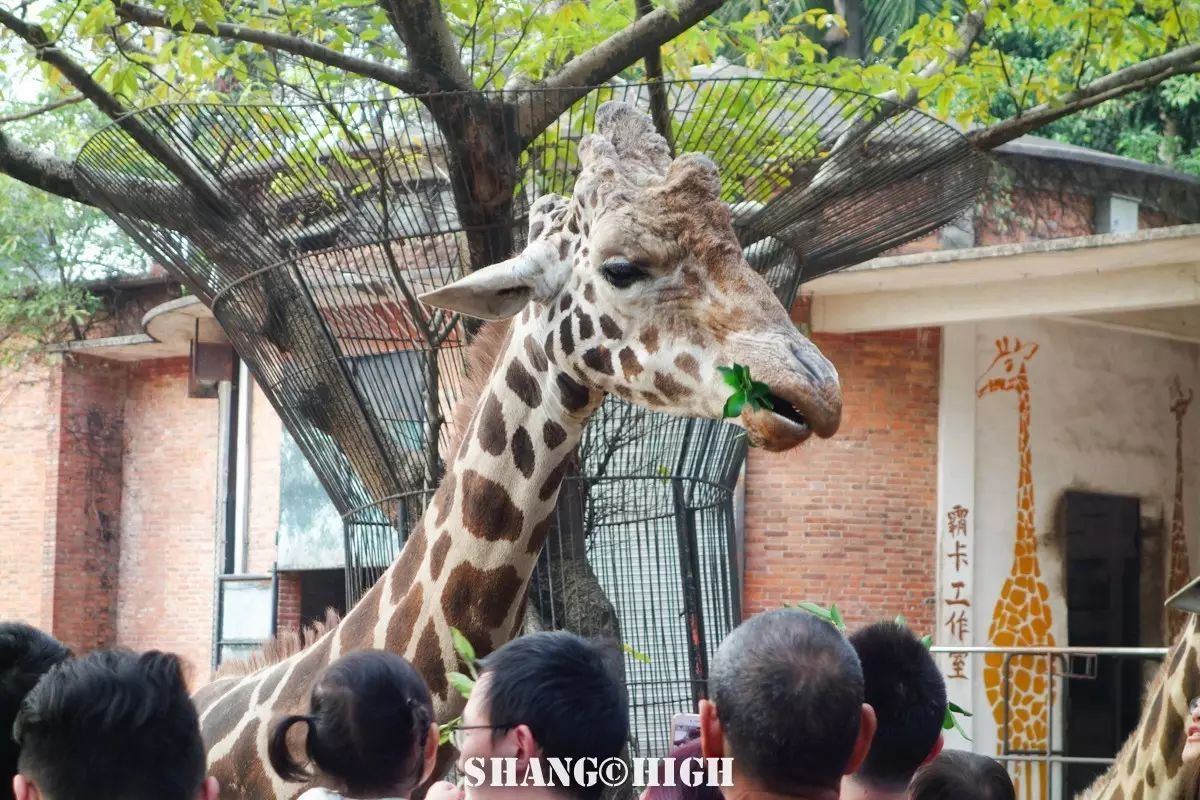 记者探访广州动物园,动物园观察动物