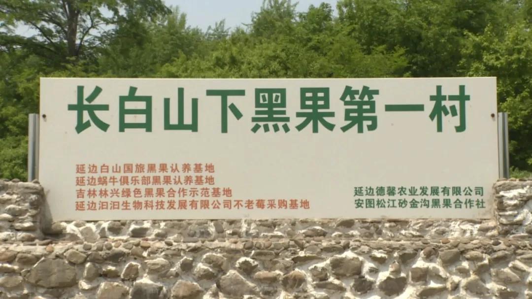 四川小黑果,新水果小黑果