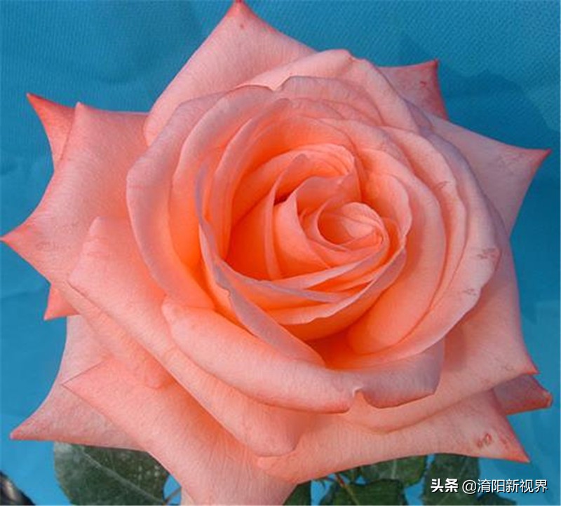 月季创新造型是什么,热门月季品种推荐图片欣赏