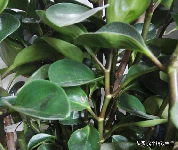 “电脑宝贝”豆瓣绿,长得五大三粗忒难看,学会4招,变回萌宝贝