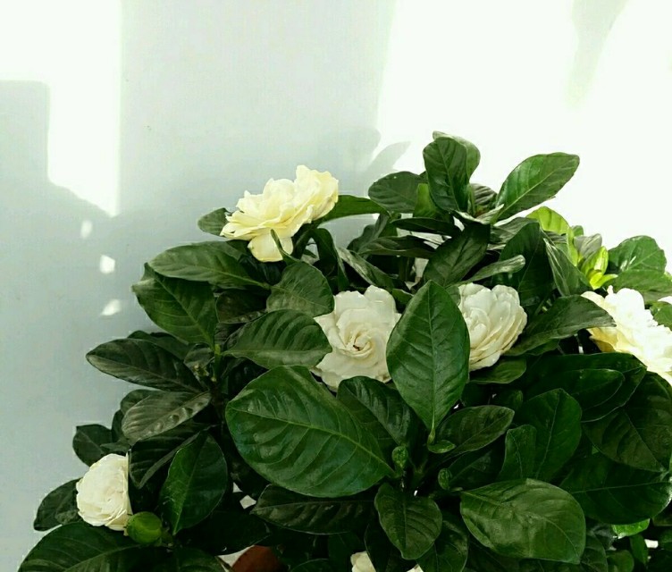 水培栀子花枯萎补救方法,水培栀子花开花后如何处理