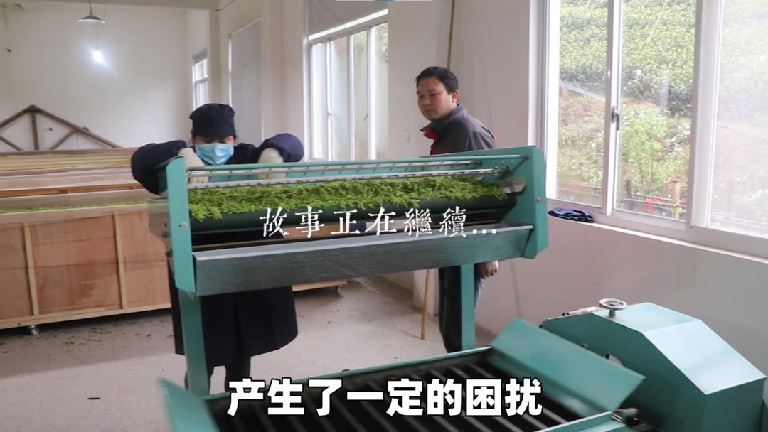 安吉白茶精选名茶的价格,安吉白茶历史视频