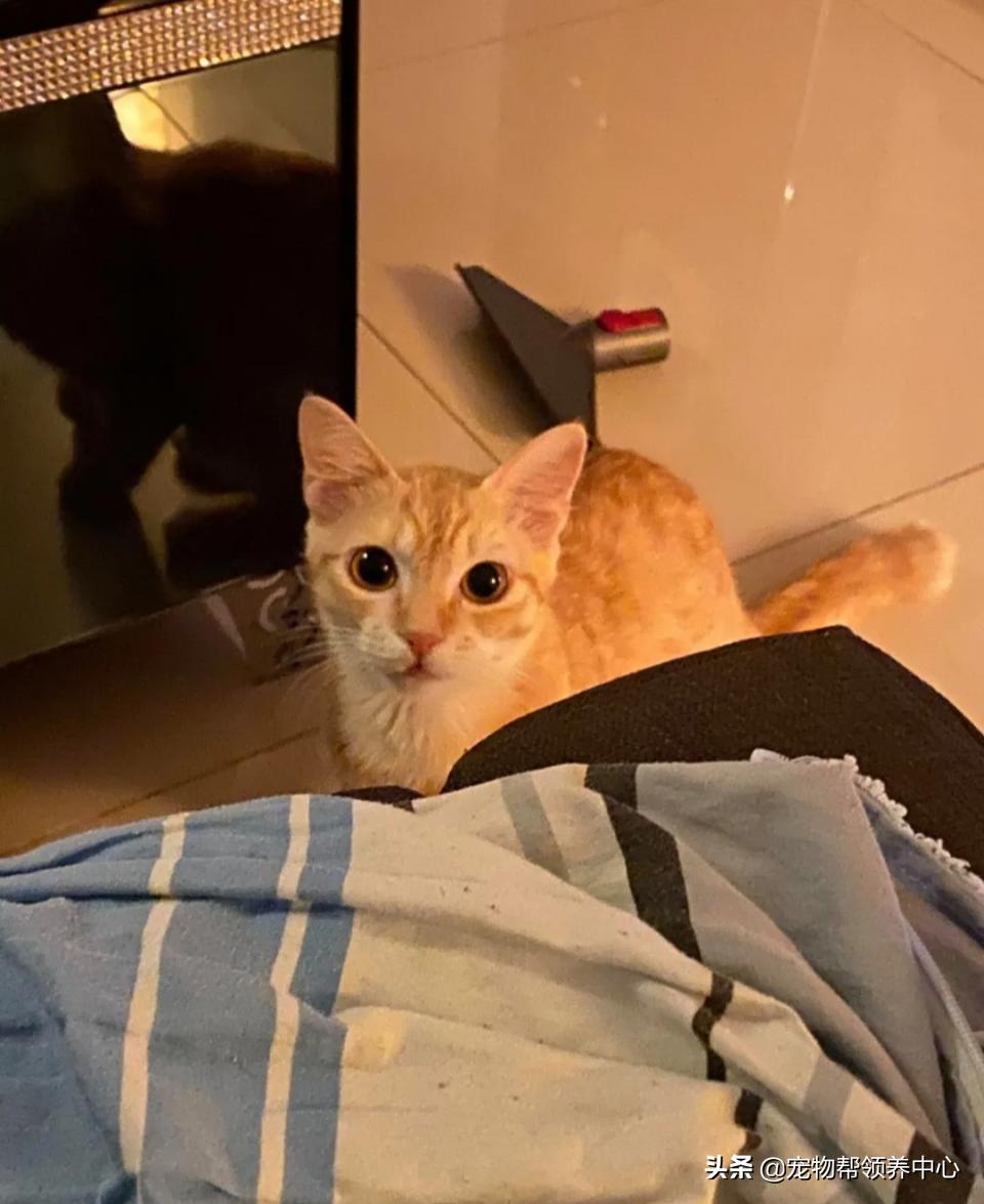 橘猫整日不出闺房却突然胎动？检查令爸崩溃：哪个死小子干的？