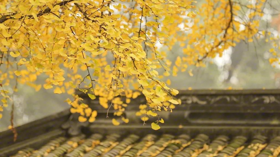 中华经典诵读作品100篇,古文经典诵读版