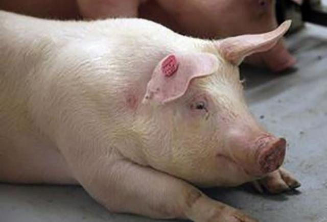 母猪产后瘫痪一般几天可以痊愈,后备母猪瘫痪怎么治疗