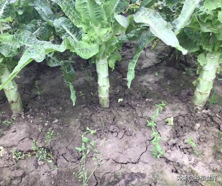 莴笋根部裂口是什么原因引起的,莴笋裂口用什么农药治疗最好