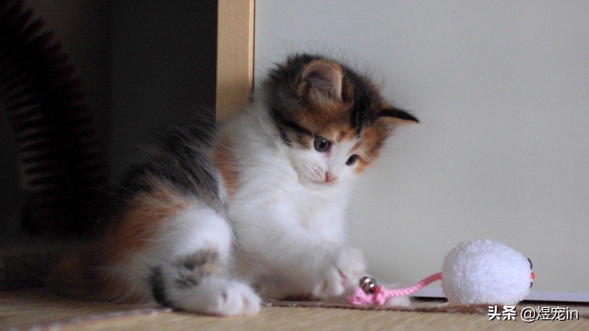 当猫咪调皮捣蛋时,该如何制止它们?