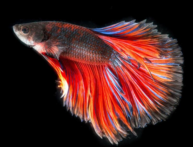 水草缸如何开缸造景,新手水草缸开缸及养水步骤