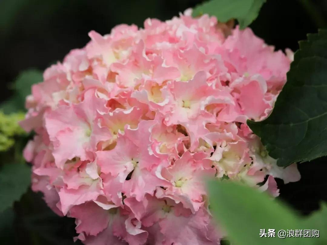 十种好看的绣球,最好看的绣球花视频