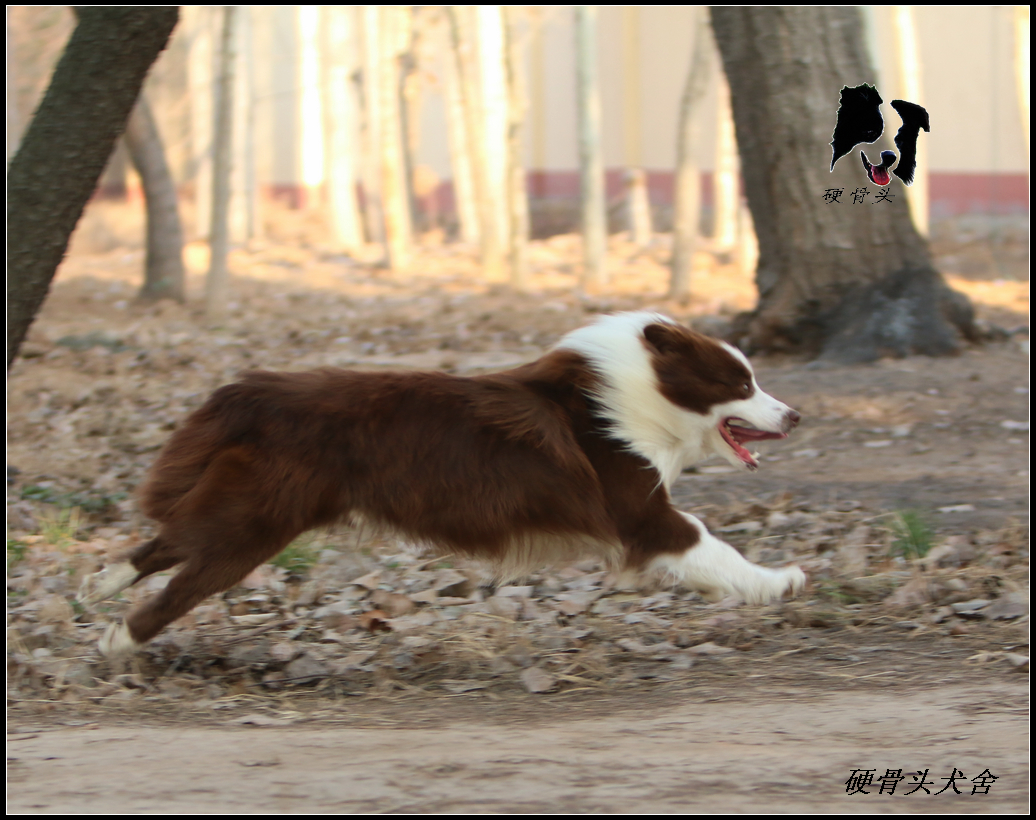 西安边境牧羊犬领养,领养边境牧羊犬幼崽