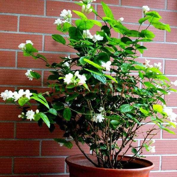 马蹄莲和睡莲一样吗,花卉绿植盆栽马蹄莲怎么养