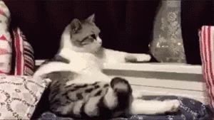 父母不让养猫有什么说服的理由,妈妈坚决不让养猫怎么说服