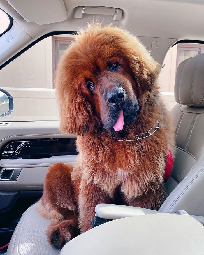 藏獒是最凶猛的狗吗,拍最真实的虎形藏獒