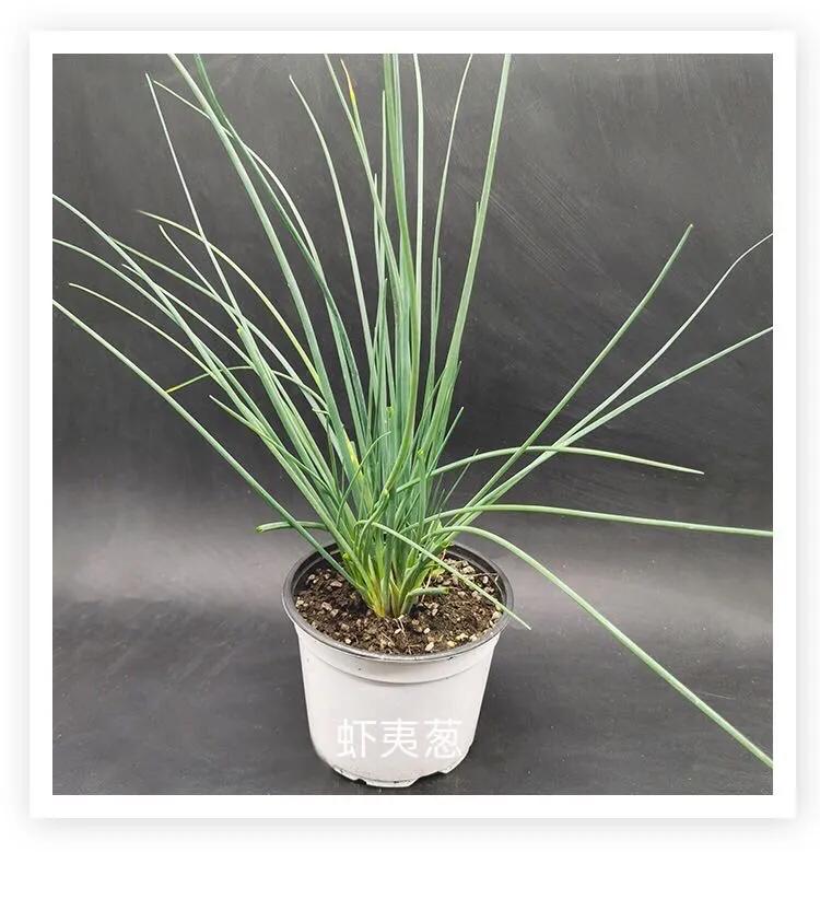 观花草本植物推荐,最具观赏性的观叶植物