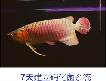 观赏鱼的硝化细菌,观赏鱼怎样培养硝化细菌