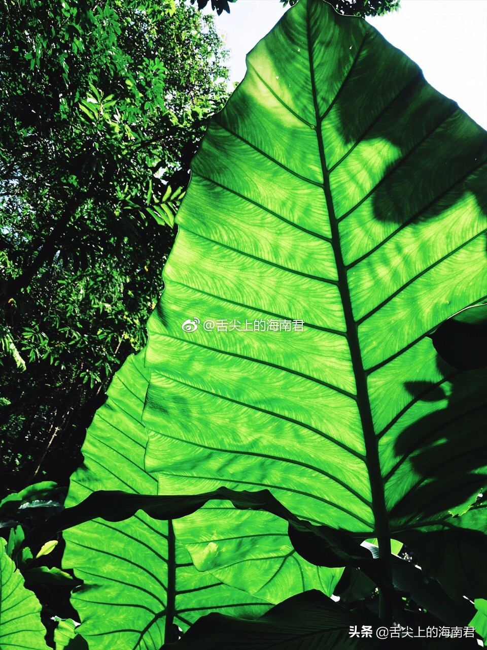 令人流连忘返的美景,令人心旷神怡的地方海南