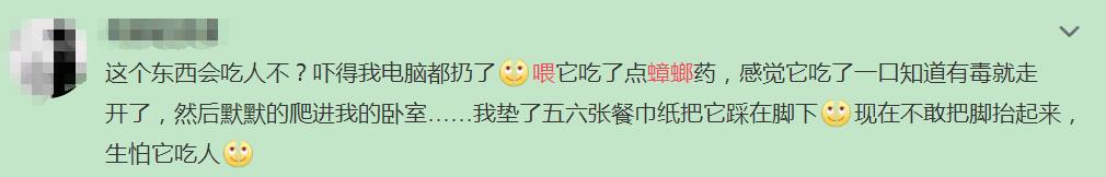 南方蟑螂和北方蟑螂对比恶搞,南方大蟑螂吓哭北方人