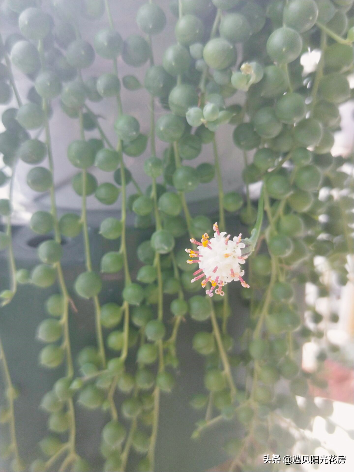 佛珠干瘪但是开花如何养,方形盆养佛珠