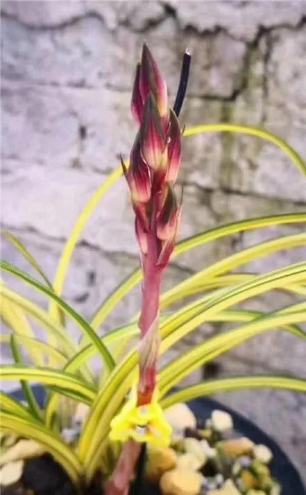 蕙兰极品红中透花图片,蕙兰传统丝缟艺草种类大全