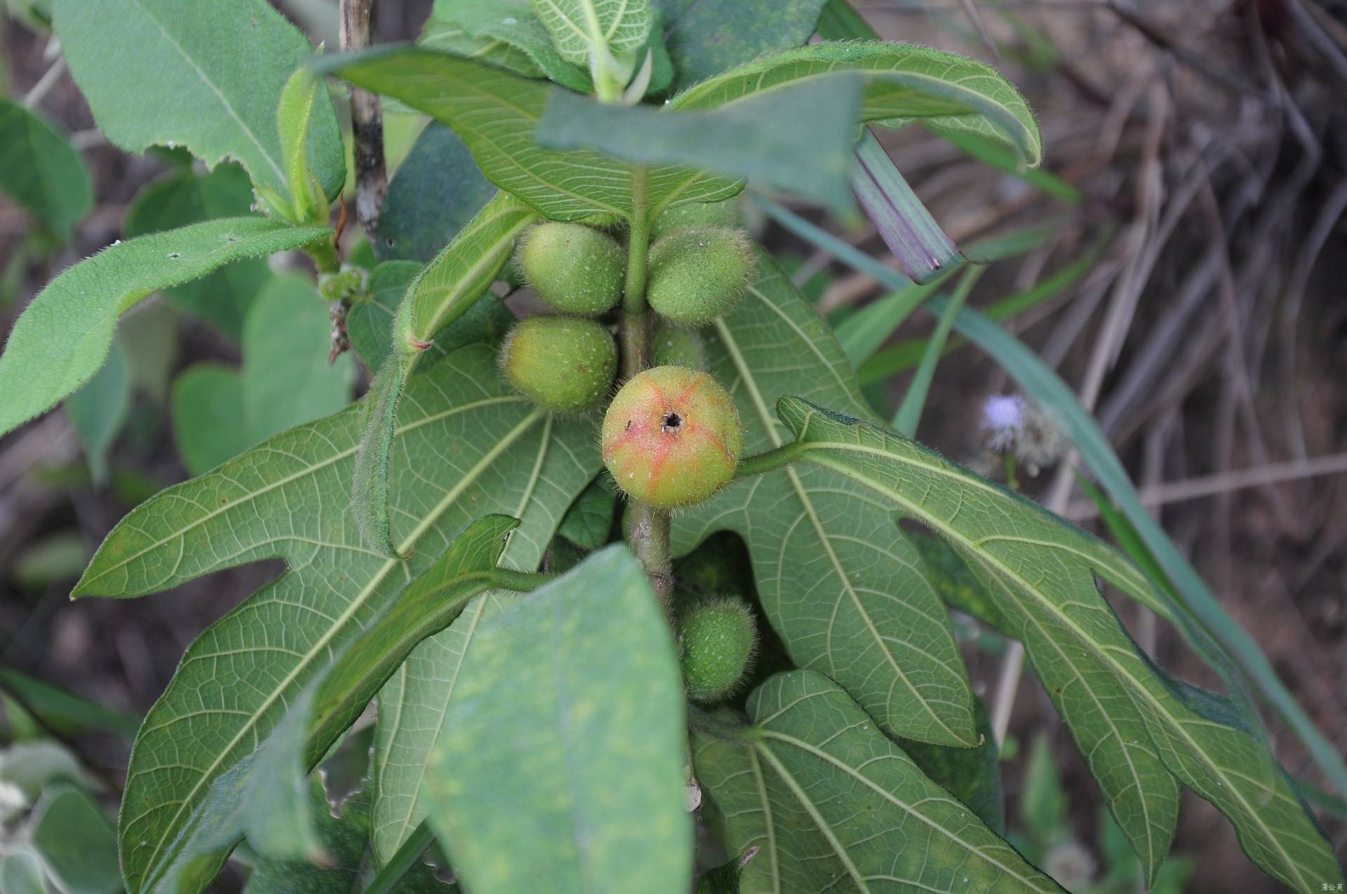 为什么叫人参榕树,古榕树有什么用