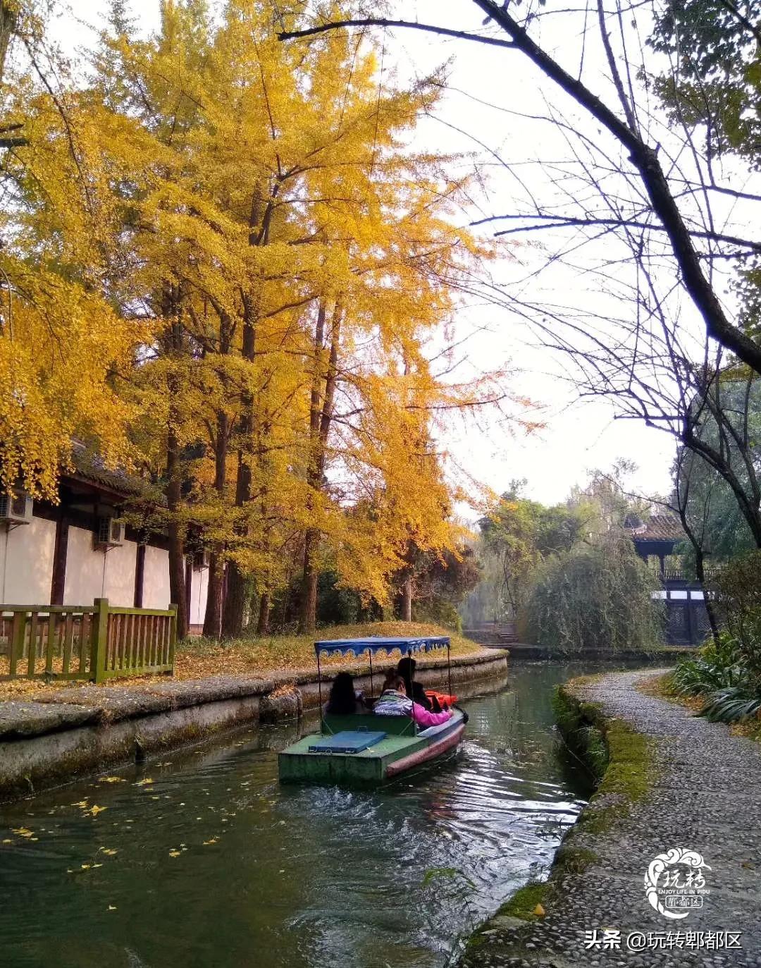 郫都区十大银杏打卡地,郫都区看银杏最好的地方