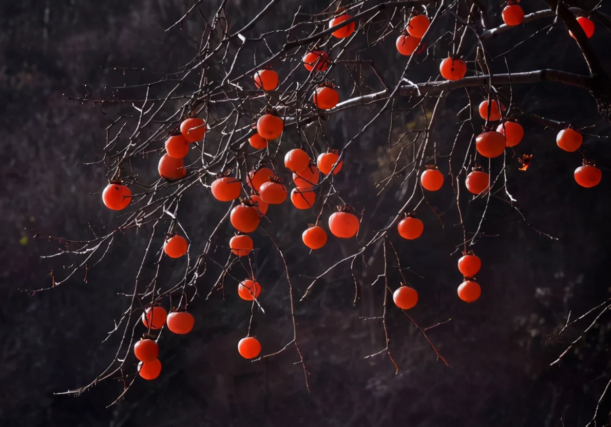 寿命达300年，曾是我国的“铁杆庄稼”，如今却常掉一地无人捡