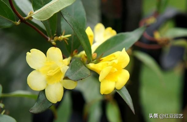 法国香水茉莉爬藤盆栽怎样栽种,香水茉莉花苞