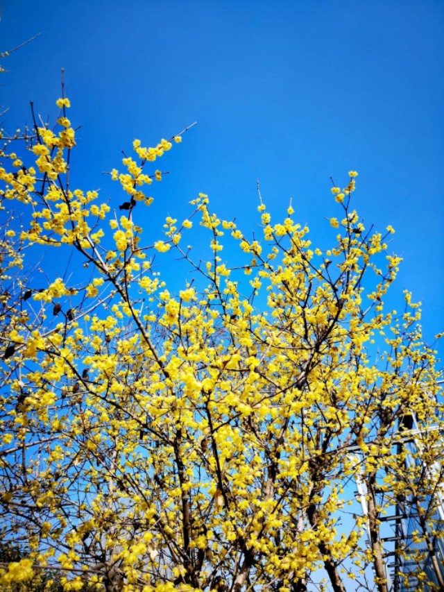 南通洲际绿博园春节免费吗,南通洲际绿博园有哪些免费项目