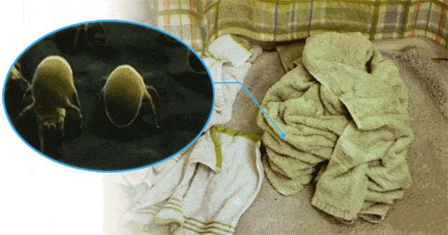 真正的泰国乳胶枕乳胶含量,泰国的乳胶枕头一般是哪里生产的