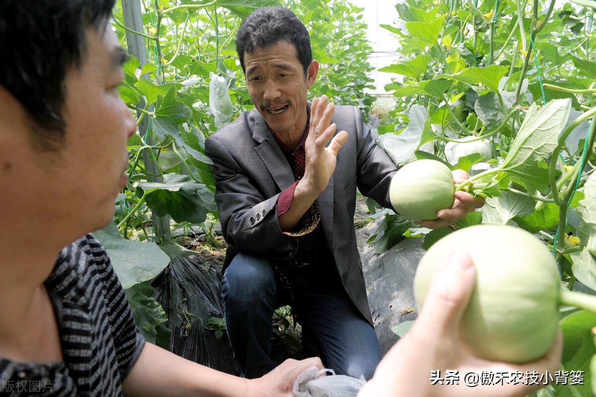 腐植酸氨基酸鱼蛋白肥料哪个更好,有机质肥料腐植酸海藻酸成分高吗