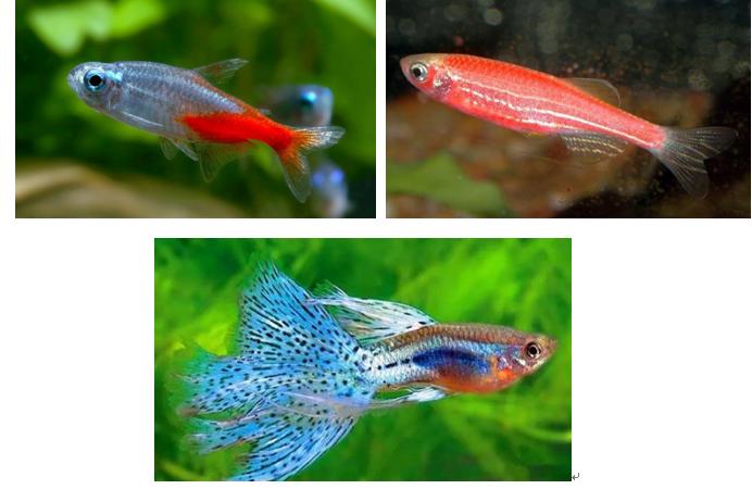 新手养鱼开缸及养水步骤,新手30厘米家庭小鱼缸养鱼步骤