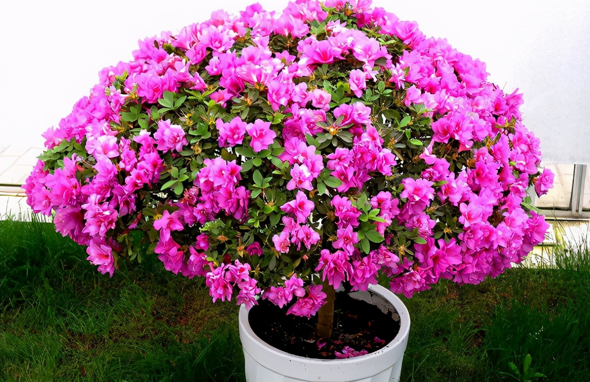 黄豆水浇花的功效与作用,豆渣肥水养花正确使用方法