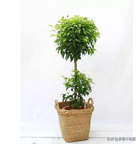 垂叶榕特征,与榕树相似的室内绿植有哪些品种