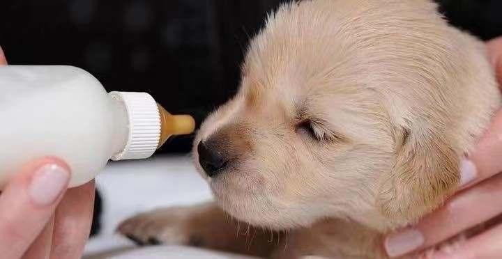 拉布拉多幼犬喂狗粮要喝水,拉布拉多幼犬喂什么狗粮好