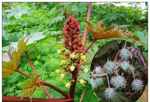 25种常见有毒的花草树木,警惕50种有毒植物