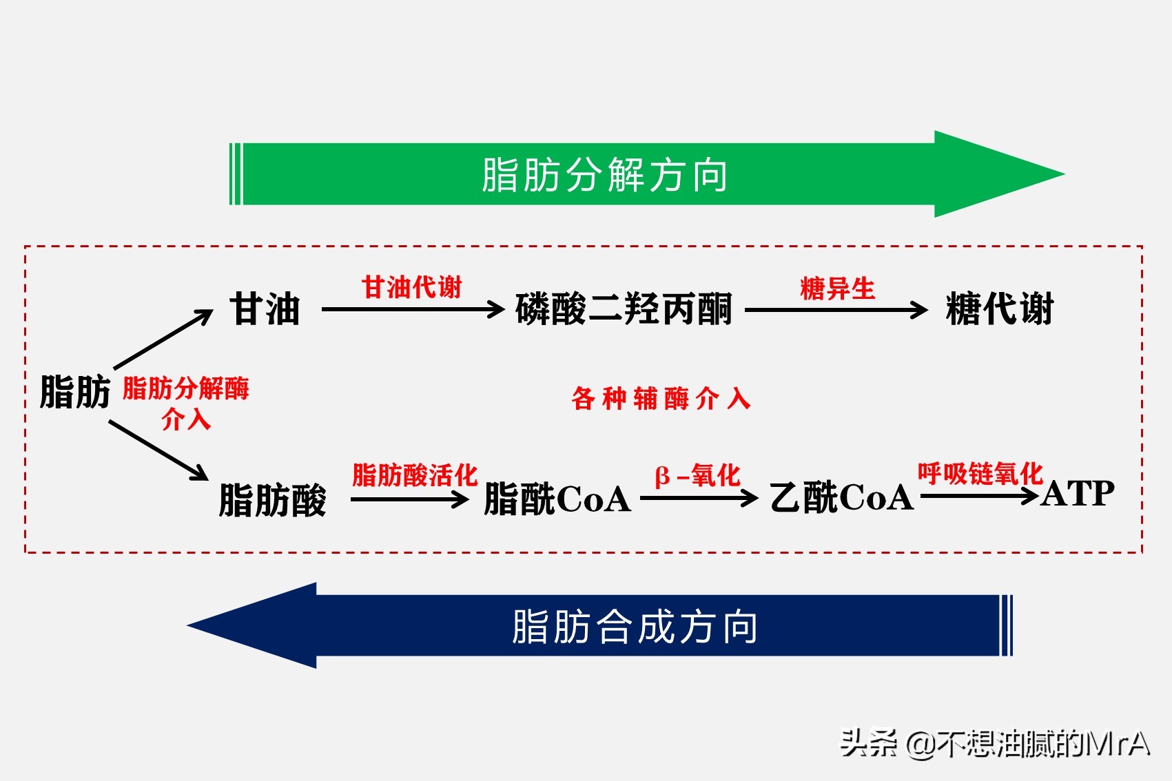 健身减脂降碳水,健身减脂期低碳水