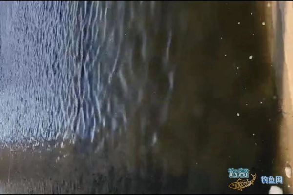 鱼甩籽怎么夜钓,鱼的甩籽期如何垂钓